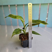 Load image into Gallery viewer, #E8 Variegated Philodendron Subhastatum