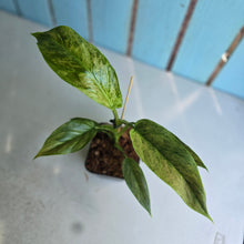 Load image into Gallery viewer, #E8 Variegated Philodendron Subhastatum
