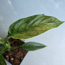 Load image into Gallery viewer, #E8 Variegated Philodendron Subhastatum