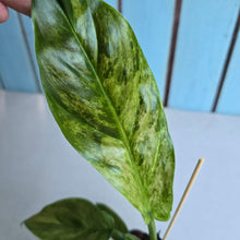Load image into Gallery viewer, #E8 Variegated Philodendron Subhastatum