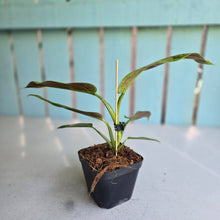 Load image into Gallery viewer, #E8 Variegated Philodendron Subhastatum