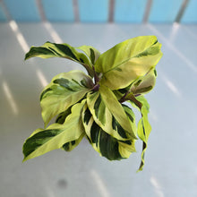Load image into Gallery viewer, #G17 Calathea Yellow Fusion