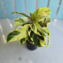 Load image into Gallery viewer, #G17 Calathea Yellow Fusion