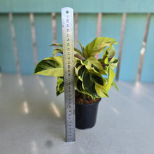 Load image into Gallery viewer, #G17 Calathea Yellow Fusion