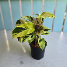 Load image into Gallery viewer, #G17 Calathea Yellow Fusion