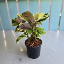 Load image into Gallery viewer, #G17 Calathea Yellow Fusion
