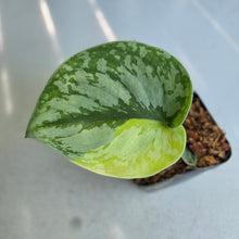 Load image into Gallery viewer, #H59 Aurea Variegated Scindapsus Exotica