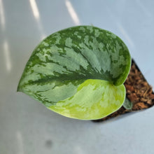 Load image into Gallery viewer, #H59 Aurea Variegated Scindapsus Exotica