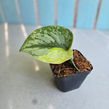 Load image into Gallery viewer, #H59 Aurea Variegated Scindapsus Exotica