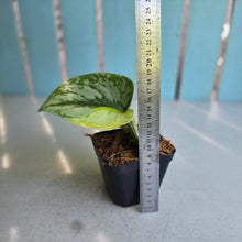 Load image into Gallery viewer, #H59 Aurea Variegated Scindapsus Exotica