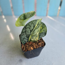 Load image into Gallery viewer, #H59 Aurea Variegated Scindapsus Exotica