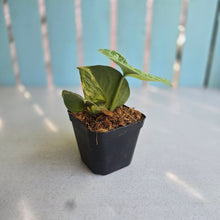 Load image into Gallery viewer, #H59 Aurea Variegated Scindapsus Exotica