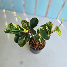 Load image into Gallery viewer, #E7 Peperomia Tropicolor