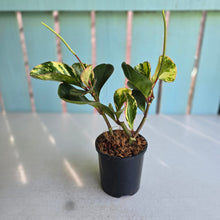 Load image into Gallery viewer, #E7 Peperomia Tropicolor