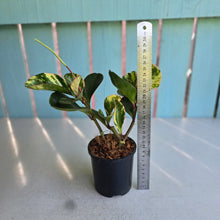 Load image into Gallery viewer, #E7 Peperomia Tropicolor