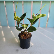 Load image into Gallery viewer, #E7 Peperomia Tropicolor