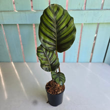 Load image into Gallery viewer, #M95 Calathea Fasciata