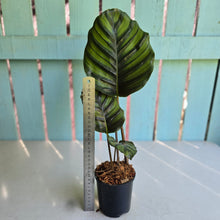 Load image into Gallery viewer, #M95 Calathea Fasciata