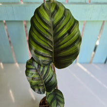 Load image into Gallery viewer, #M95 Calathea Fasciata