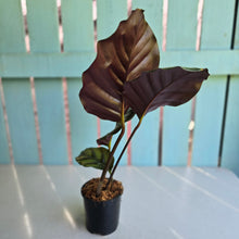Load image into Gallery viewer, #M95 Calathea Fasciata