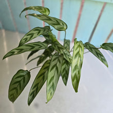 Load image into Gallery viewer, #B87 Calathea Bachemiana