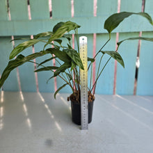 Load image into Gallery viewer, #B87 Calathea Bachemiana