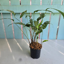 Load image into Gallery viewer, #B87 Calathea Bachemiana