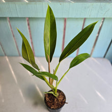 Load image into Gallery viewer, #H170 Philodendron Ruizii Aff.