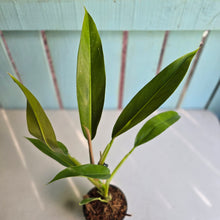 Load image into Gallery viewer, #H170 Philodendron Ruizii Aff.