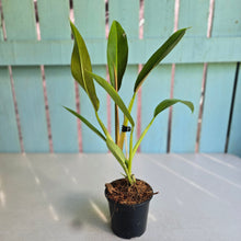 Load image into Gallery viewer, #H170 Philodendron Ruizii Aff.