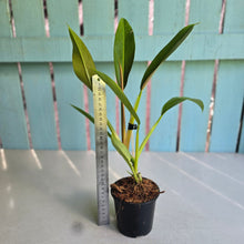 Load image into Gallery viewer, #H170 Philodendron Ruizii Aff.