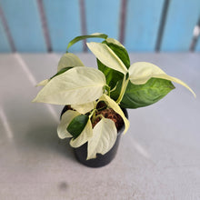 Load image into Gallery viewer, #H111 Albo Variegated Monstera Laniata