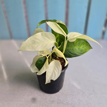 Load image into Gallery viewer, #H111 Albo Variegated Monstera Laniata