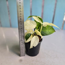 Load image into Gallery viewer, #H111 Albo Variegated Monstera Laniata
