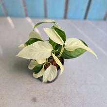 Load image into Gallery viewer, #H111 Albo Variegated Monstera Laniata