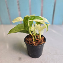 Load image into Gallery viewer, #H111 Albo Variegated Monstera Laniata