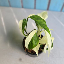 Load image into Gallery viewer, #H111 Albo Variegated Monstera Laniata