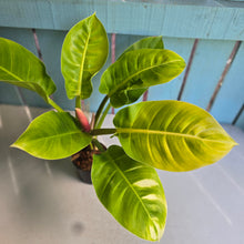 Load image into Gallery viewer, #B3 Philodendron Moonlight