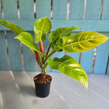 Load image into Gallery viewer, #B3 Philodendron Moonlight