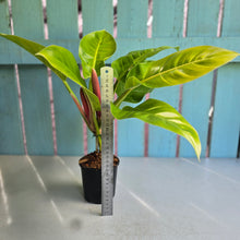 Load image into Gallery viewer, #B3 Philodendron Moonlight