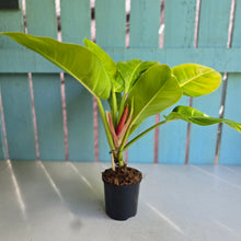 Load image into Gallery viewer, #B3 Philodendron Moonlight