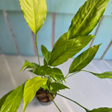 Load image into Gallery viewer, #704 Spathiphyllum Neon Gold