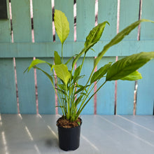 Load image into Gallery viewer, #704 Spathiphyllum Neon Gold