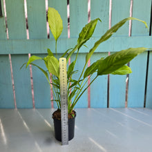 Load image into Gallery viewer, #704 Spathiphyllum Neon Gold