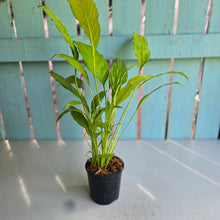 Load image into Gallery viewer, #704 Spathiphyllum Neon Gold