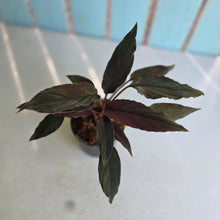 Load image into Gallery viewer, #H51 Homalomena Humilis 'Black Velvet Form'
