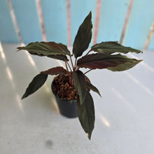 Load image into Gallery viewer, #H51 Homalomena Humilis 'Black Velvet Form'