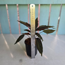 Load image into Gallery viewer, #H51 Homalomena Humilis 'Black Velvet Form'