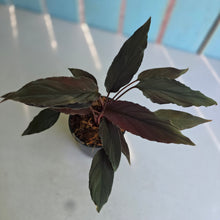 Load image into Gallery viewer, #H51 Homalomena Humilis 'Black Velvet Form'