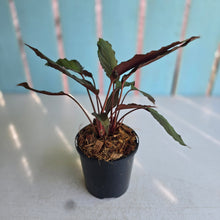 Load image into Gallery viewer, #H51 Homalomena Humilis 'Black Velvet Form'